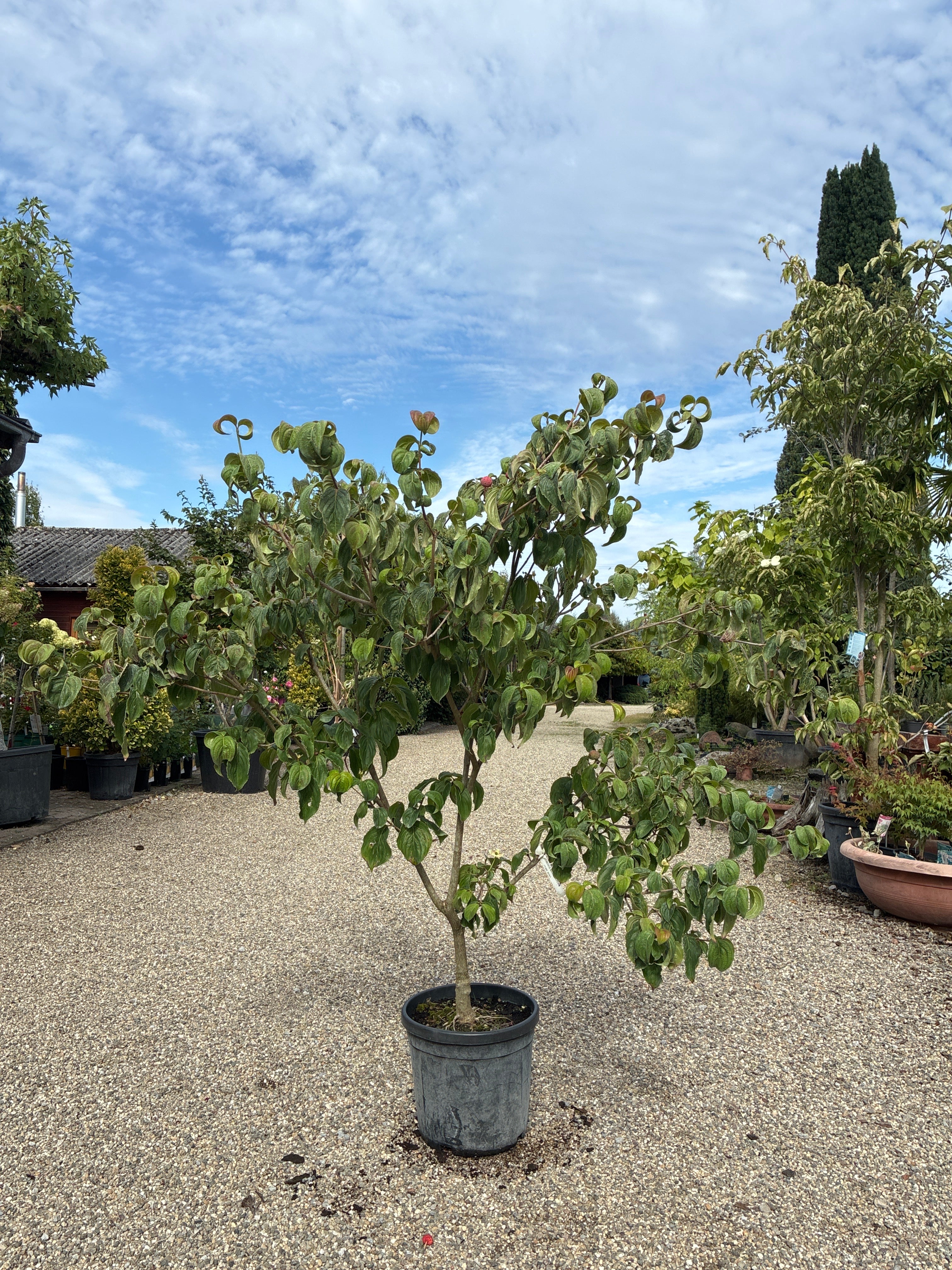 Japanischer Blumen-Hartriegel 'Satomi'® / Cornus kousa 'Satomi'®